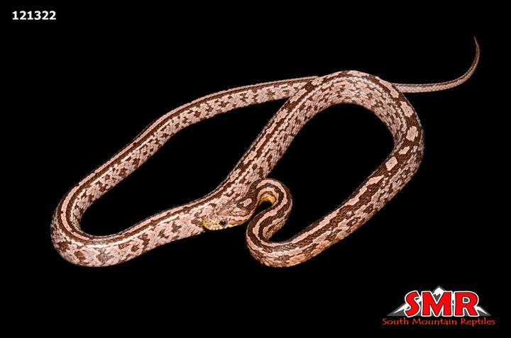 Coral Ghost Tessera 27" Female for sale by South Mountain Reptiles