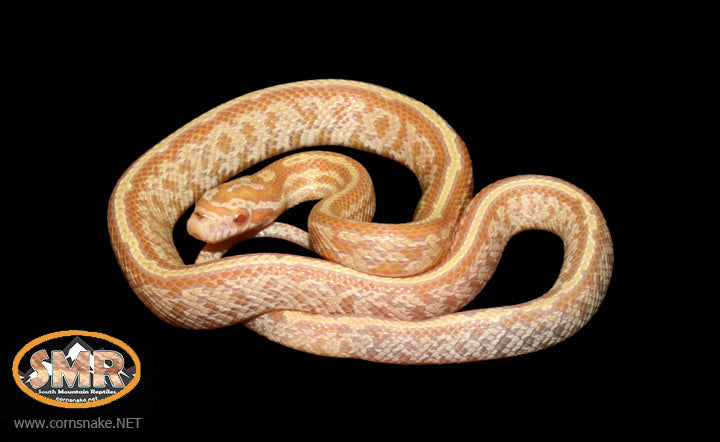Butter Tessera Corn Snake 14" Male for sale by South Mountain Reptiles