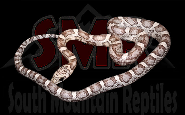 Sunkissed Anery 17" Female for sale by South Mountain Reptiles