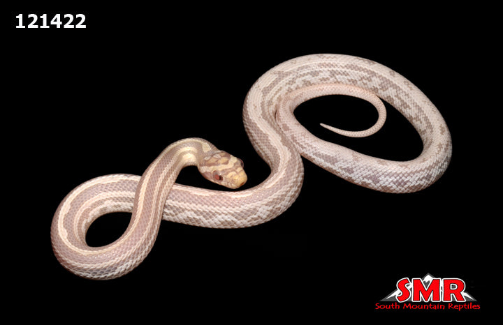 Snow Tessera Weirdo 13" Female for sale by South Mountain Reptiles