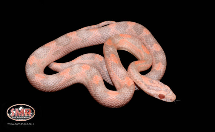 13" Male Salmon Snow Motley for sale by South Mountain Reptiles