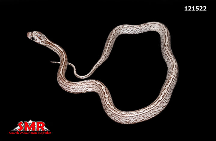 Cinder Tessera Corn Snake 12" Female for sale by South Mountain Reptiles
