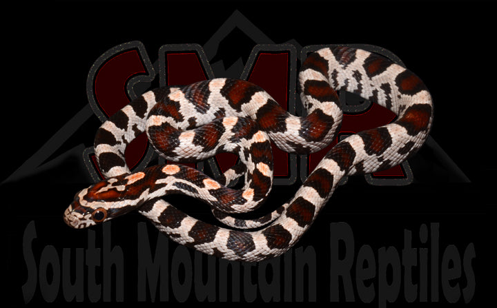 Miami Okeetee 13" Female for sale by South Mountain Reptiles