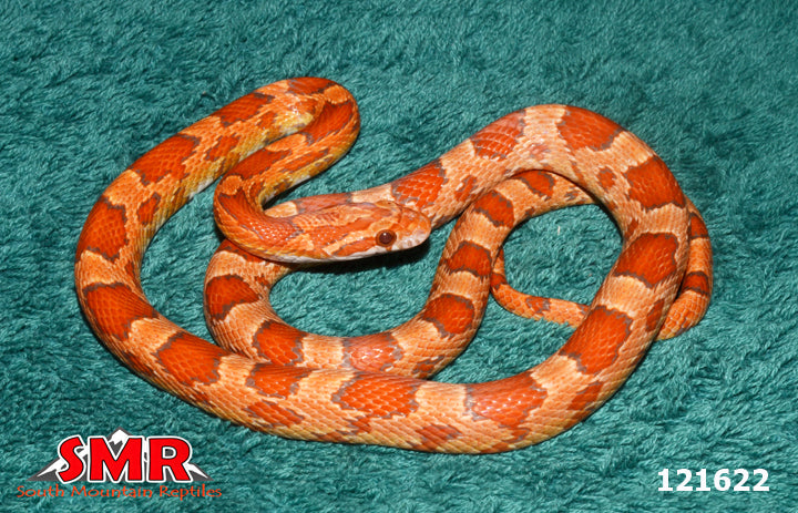 Ultramel Corn Snake 26" Male for sale by South Mountain Reptiles