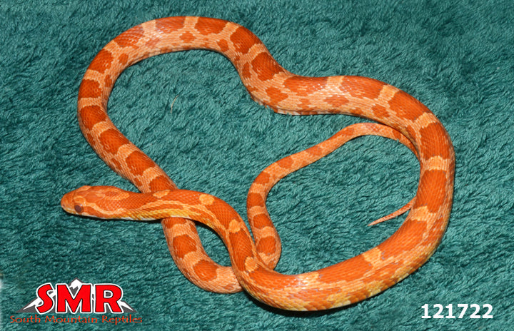 Ultramel Corn Snake 24" Male for sale by South Mountain Reptiles
