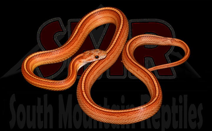 Tessera 20" Male for sale by South Mountain Reptiles