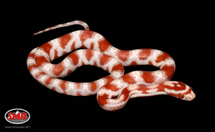 15" Banded Female High-white Reverse Okeetee for sale by South Mountain Reptiles