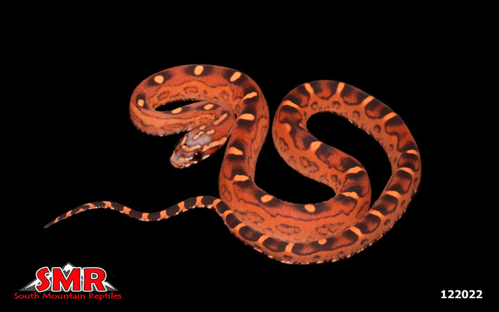 Red Factor Scaleless Okeetee Corn Snake 14" Female for sale by South Mountain Reptiles