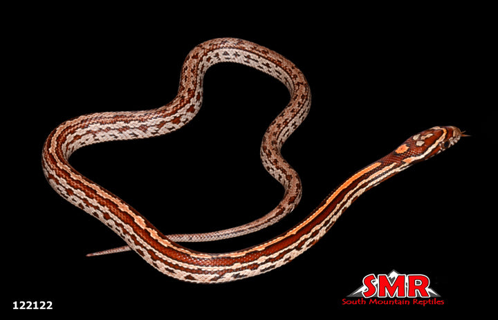 Tessera Corn Snake 13" Female for sale by South Mountain Reptiles