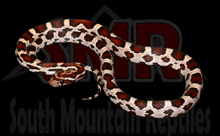 Miami Okeetee 16" male for sale by South Mountain Reptiles
