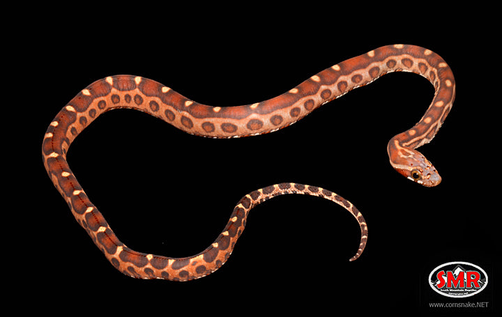 Scaleless Corn Snake 14" Male for sale by South Mountain Reptiles