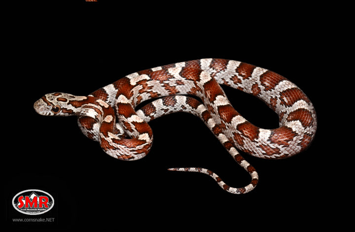 Cinder 13" Male for sale by South Mountain Reptiles