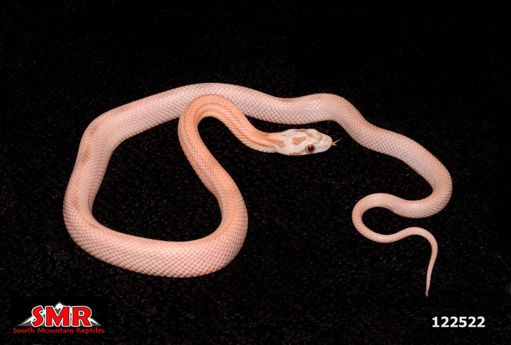 Striped Coral Ghost Corn Snake 14" Male for sale by South Mountain Reptiles