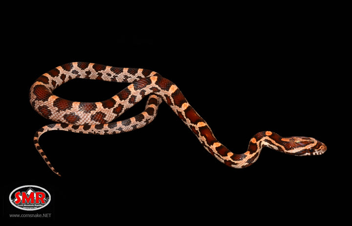 13" Male Extreme Okeetee for sale by South Mountain Reptiles