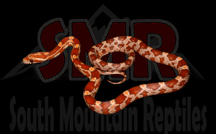 Ultramel 16" Female for sale by South Mountain Reptiles
