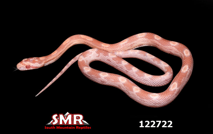 Salmon Snow Motley Corn Snake 15" Male for sale by South Mountain Reptiles