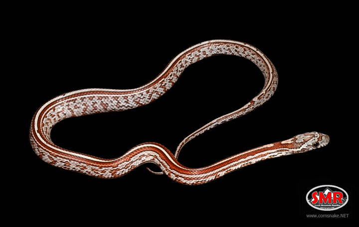 Cinder Tessera 13" Male for sale by South Mountain Reptiles