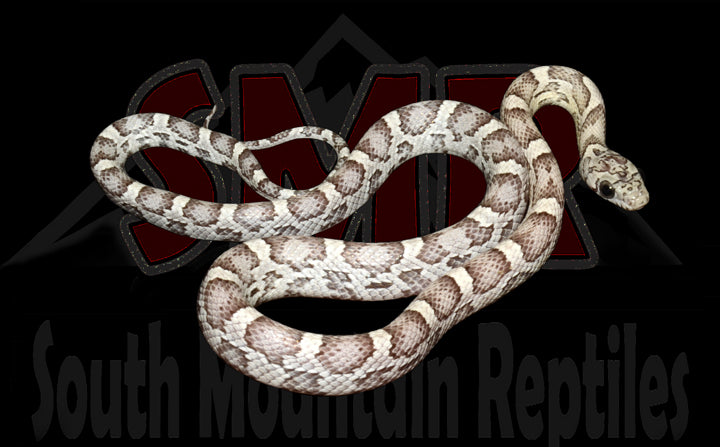 Sunkissed Anery 16" Female for sale by South Mountain Reptiles