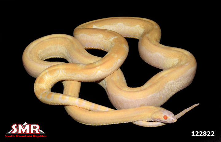 Scaleless Butter Corn Snake 42" Adult Female for sale by South Mountain Reptiles