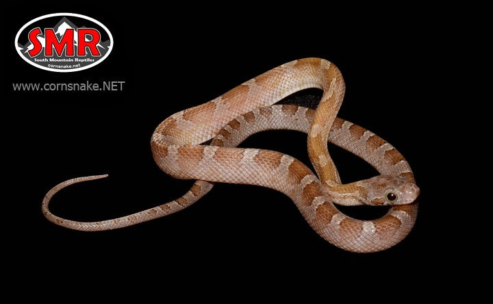Key Caramel Bloodred 13" Male Corn Snake for sale by South Mountain Reptiles