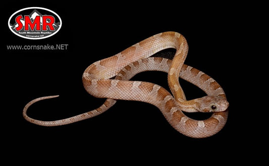 Key Caramel Bloodred 13" Male Corn Snake for sale by South Mountain Reptiles