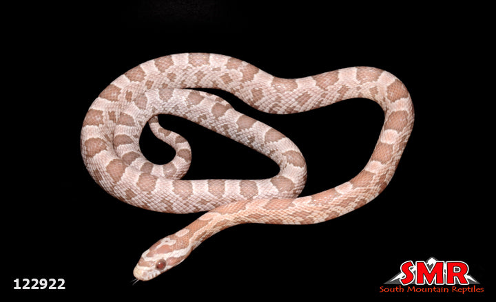 Ultramel Anery Corn Snake 16" Female for sale by South Mountain Reptiles