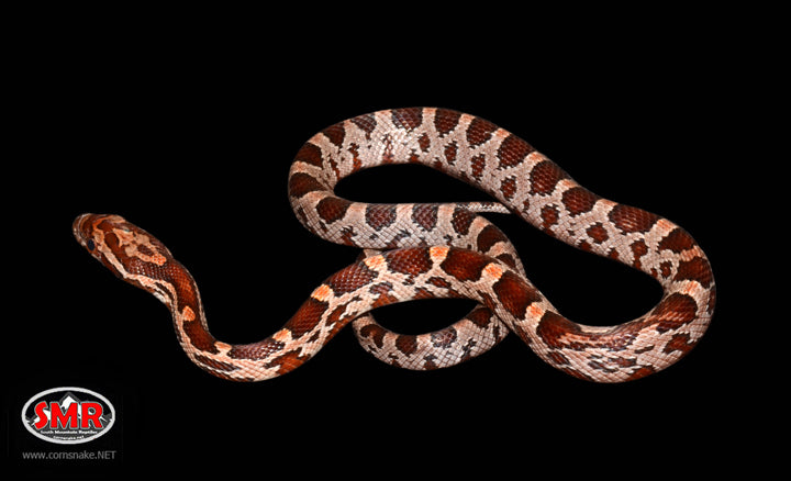 Het Corn Snake 15" Male for sale by South Mountain Reptiles
