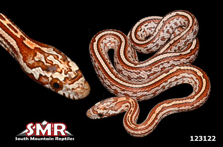 Tessera Corn Snake 15" Female for sale by South Mountain Reptiles