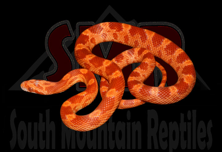 Red Factor Amel 22" Male for sale by South Mountain Reptiles