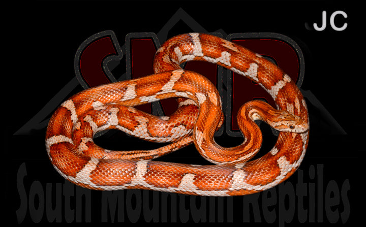 Miami Motley 38" Female for sale by South Mountain Reptiles