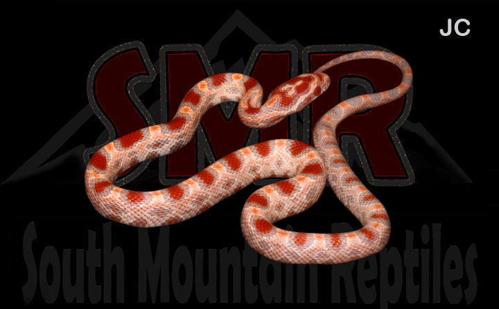 Reverse Okeetee 14" Male for sale by South Mountain Reptiles