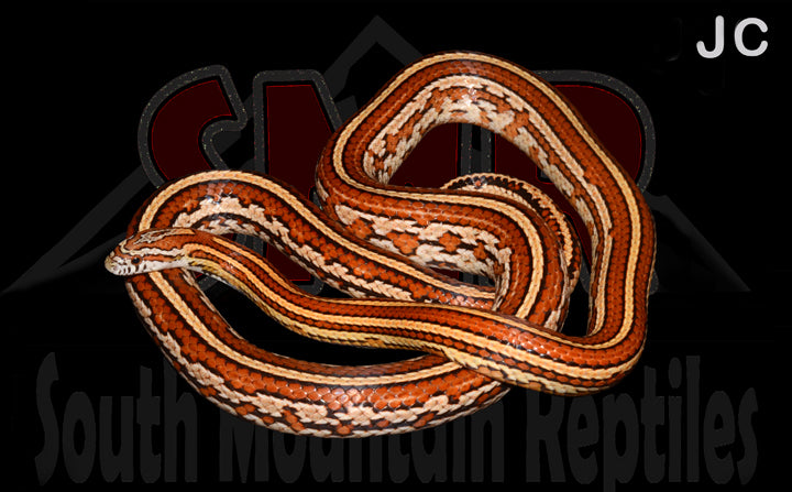 Tessera 43" Adult Male for sale by South Mountain Reptiles