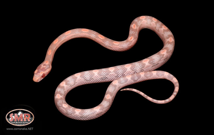 Salmon Snow Motley 16" Female for sale by South Mountain Reptiles