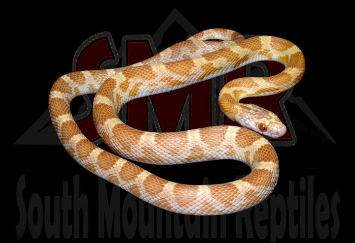 Saffron 20" Female for sale by South Mountain Reptiles