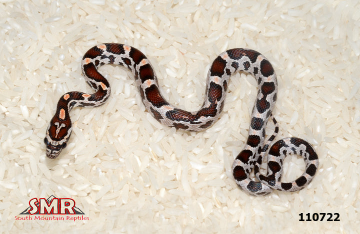 MIami Okeetee Corn Snake 11" Female for sale by South Mountain Reptiles