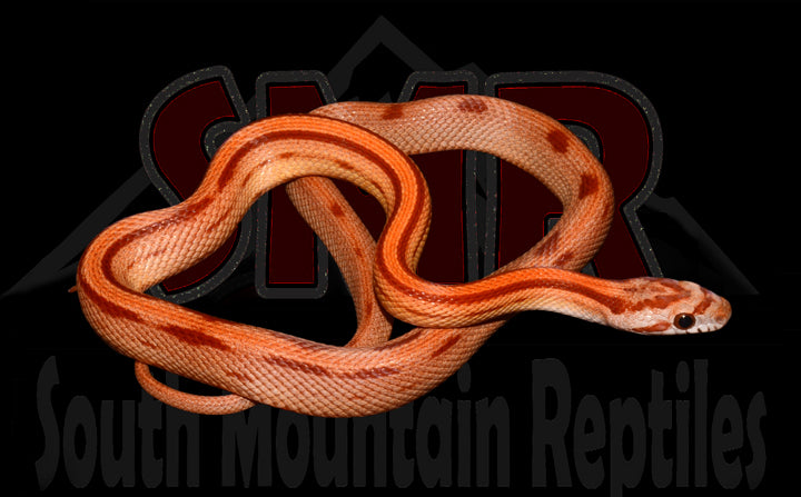 Striped Corn 15" Male for sale by South Mountain Reptiles
