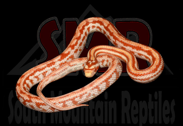 Amel Tessera 17" Female for sale by South Mountain Reptiles