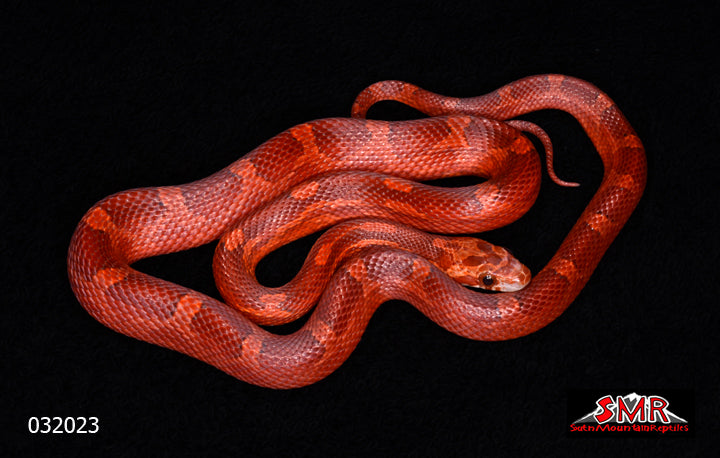 Bloodred (Old School) 18" Female for sale by South Mountain Reptiles