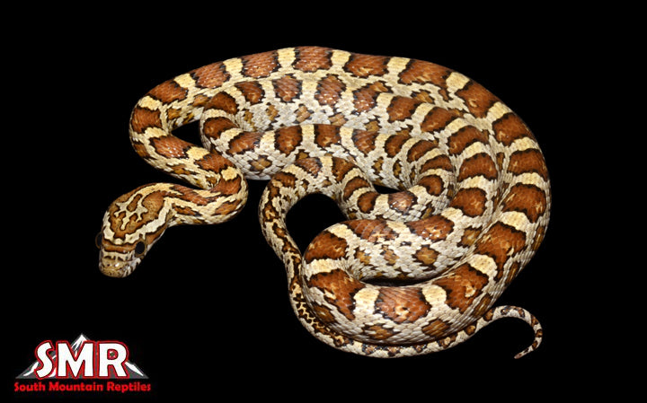 Caramel 19" Female for sale by South Mountain Reptiles