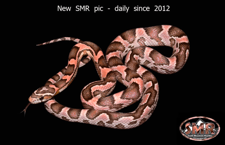 Heliconia 20" female for sale by South Mountain Reptiles