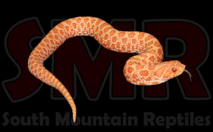 Albino Hognose 7" Male for sale by South Mountain Reptiles