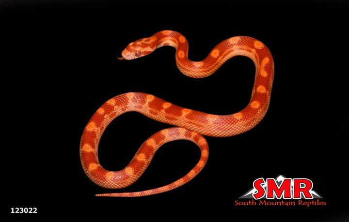 Sunglow Motley Corn Snake 13" Male for sale by South Mountain Reptiles