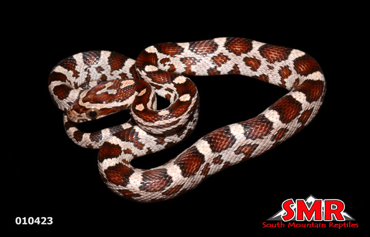 Miami Okeetee Corn Snake 13" Male for sale by South Mountain Reptiles