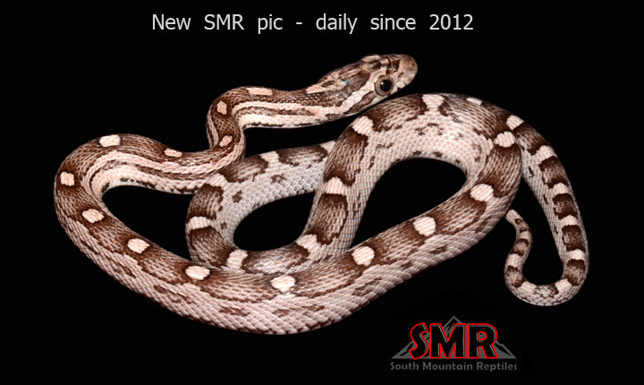 Anery Hurricane Motley 14" male for sale by South Mountain Reptiles