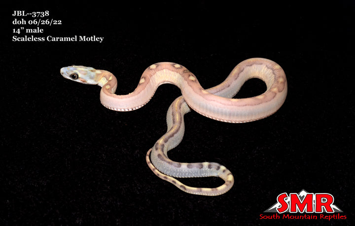 Scaleless Caramel Motley for sale by South Mountain Reptiles