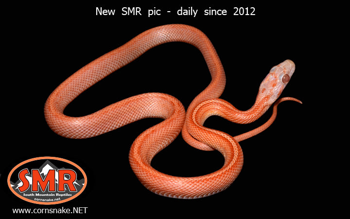 Lava Terrazzo 16" male for sale by South Mountain Reptiles