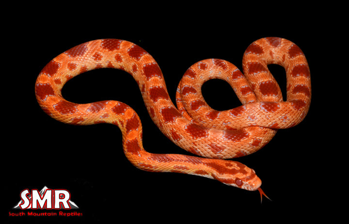 Red Factor Amel 19" Male for sale by South Mountain Reptiles
