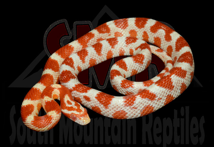 Candy Cane 22" male for sale by South Mountain Reptiles