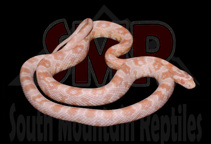 Strawberry Snow 24" male for sale by South Mountain Reptiles