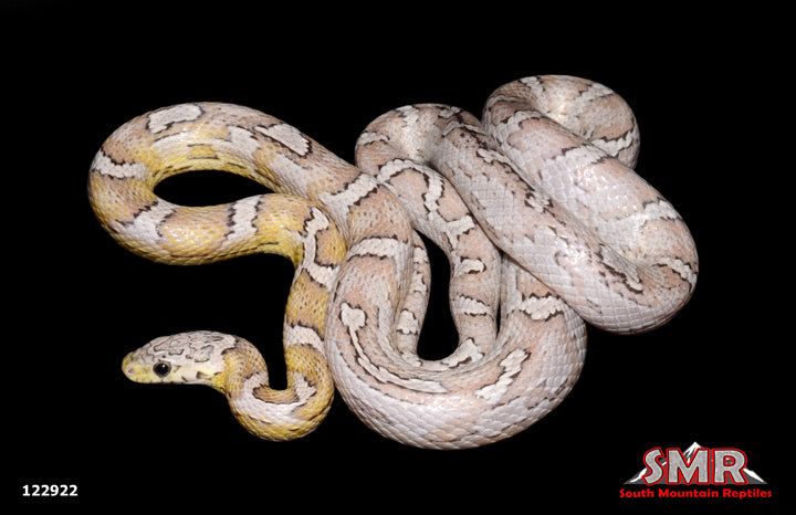 Sunkissed Anery Corn Snake 31" male for sale by South Mountain Reptiles